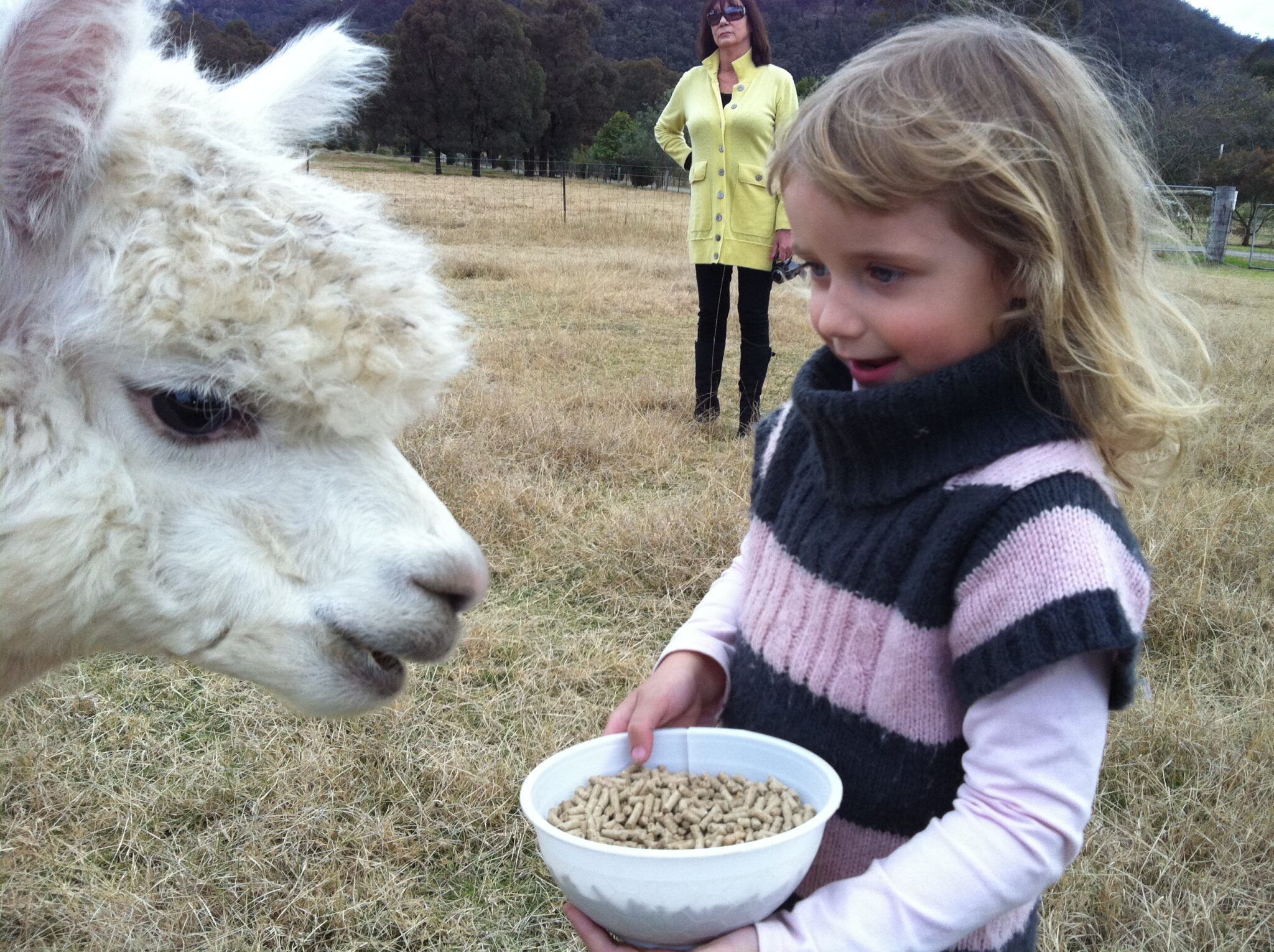 Starline Alpacas Little Girl Feeding 2048x1530